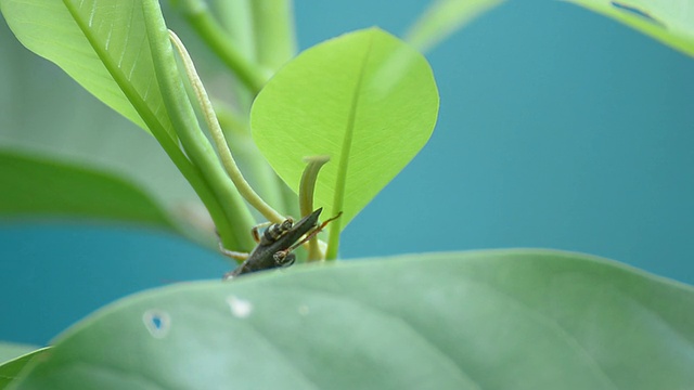 蚱蜢视频素材