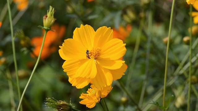 宇宙花和蜜蜂。视频素材