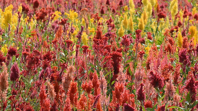 野外开花植物特写视频素材