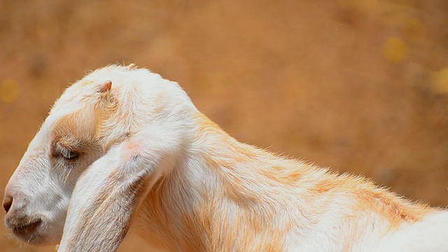 小山羊视频素材