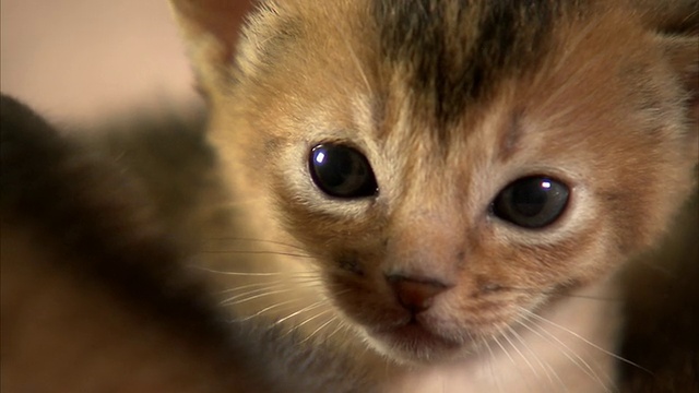 一只阿比西尼亚小猫专注地盯着。视频素材