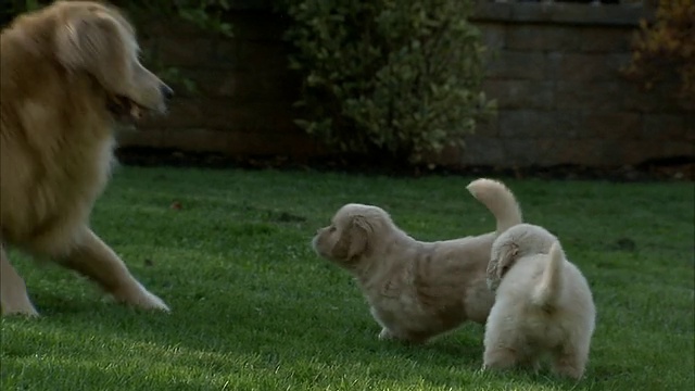 中等手持式-一只金毛猎犬在和她的小狗玩耍。视频素材