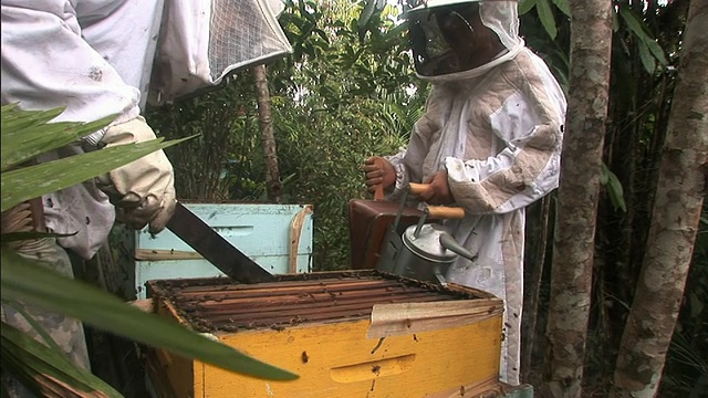 中等静态-养蜂人用工具从蜂箱中取出蜂巢。/巴西视频素材