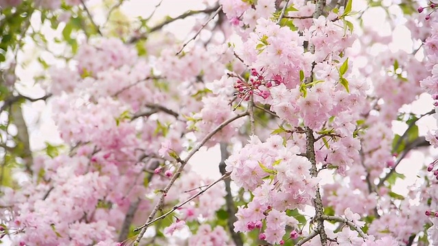 垂涎欲滴樱桃树开花(Prunus pendula)视频素材