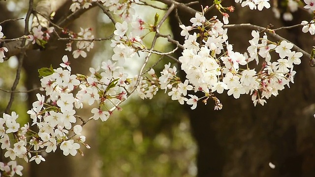 樱花:花与落花在树林里视频素材