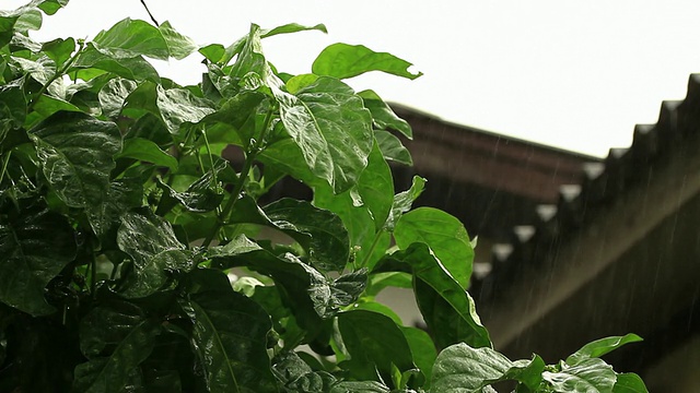 下雨视频素材