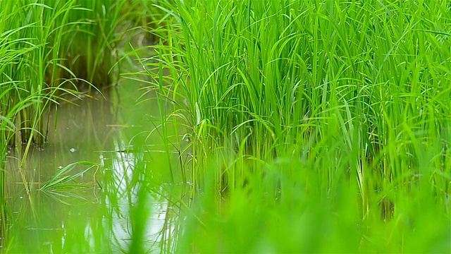 水稻幼苗视频素材