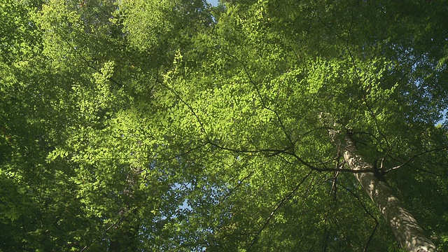 拍摄于比利时布鲁塞尔大教堂山毛榉森林(de Soignes)视频素材