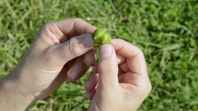 CU开啤酒花球果在农民手中进行质量检查/德国巴伐利亚州梅因堡视频素材