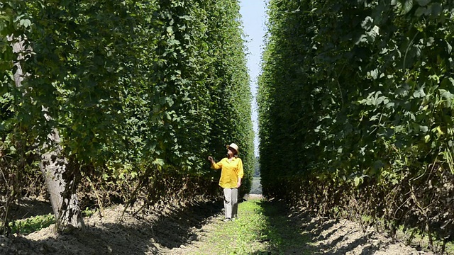 德国巴伐利亚州梅因堡，女士走过啤酒花田进行质量检查视频素材