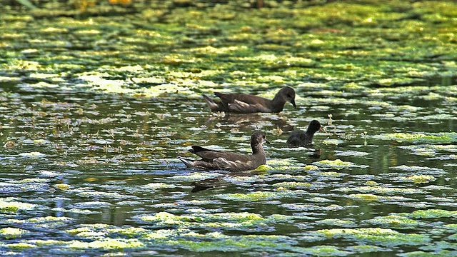 MS SLO MO TS普通木鳖或欧洲木鳖，绿毛鸡，未成熟起飞通过Pond / Vieux Pont，诺曼底，法国视频素材