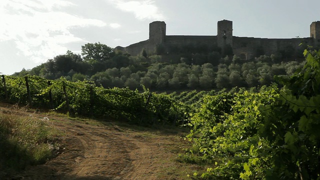 WS PAN Vineyard /托斯卡纳，意大利视频素材