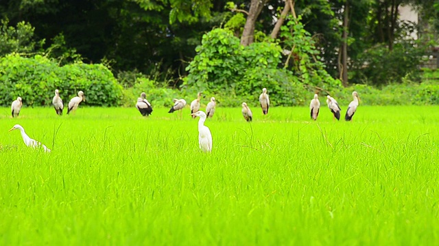 稻田里的鸟类视频素材