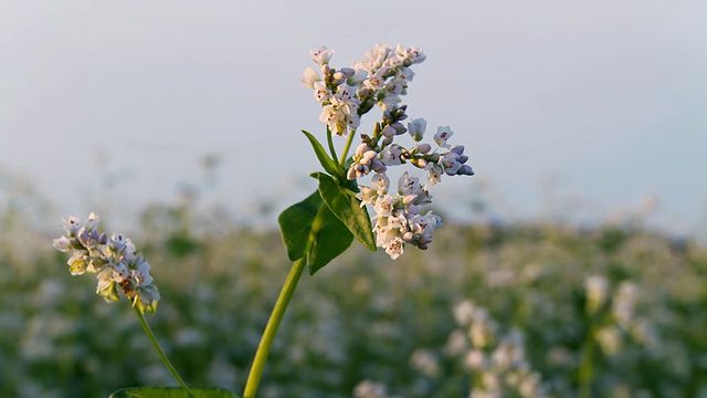 高清多莉:荞麦花视频素材