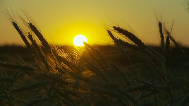 夕阳下的麦田。视频素材