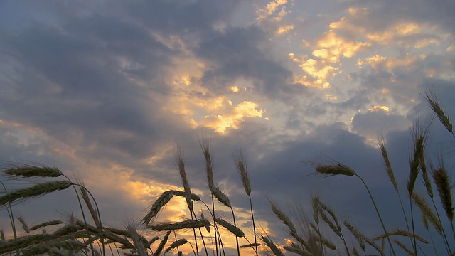 夕阳下的麦田视频素材