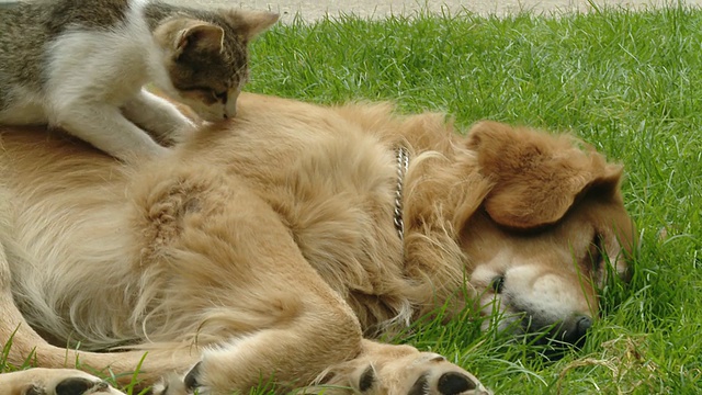 高清多莉:小猫揉狗的背视频素材