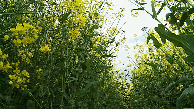 高清慢镜头:年轻人在油菜田里奔跑视频素材