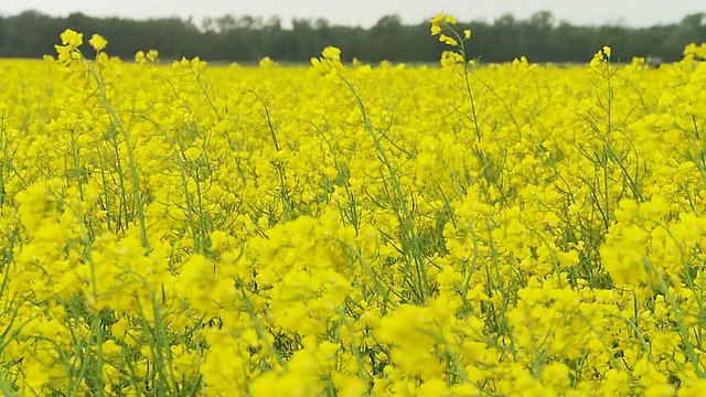 高清慢动作:油菜籽在风中摇曳视频素材