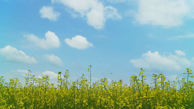 高清时间流逝:云景油菜田视频素材