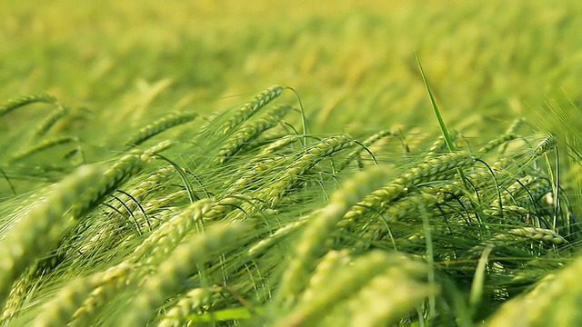 HD多莉:绿色小麦茎在风中摇摆视频素材