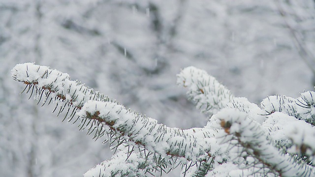 高清慢动作:云杉树枝在雪视频素材