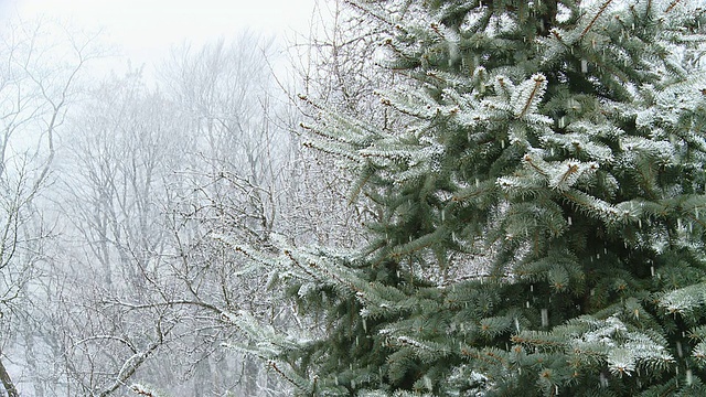 雪覆盖云杉视频素材