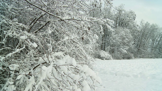 高清慢动作:雪花从树上飘落视频素材