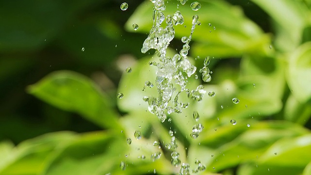 水珠与绿叶背景视频素材