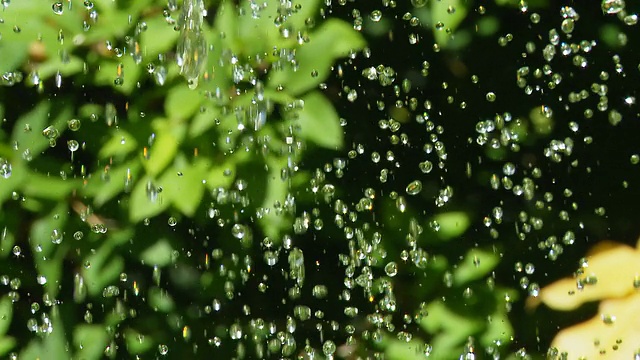 彩色植物上的水滴视频素材