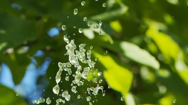 高清慢动作:绿色植物的水滴视频素材