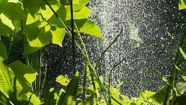 高清慢动作:美丽的喷泉与绿色植物视频素材