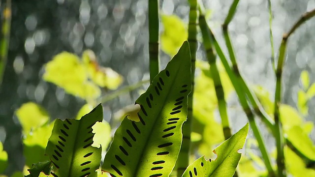 高清慢镜头:喷泉里的新鲜绿色植物视频素材