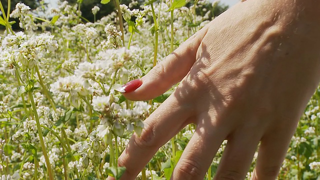 高清慢镜头:女人的手抚摸鲜花视频素材