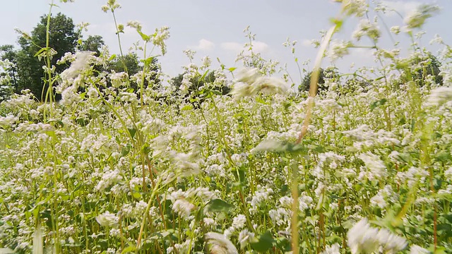 HD:穿过荞麦地视频素材