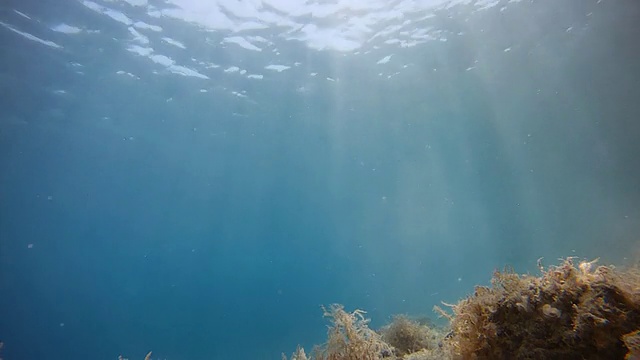 高清:游泳者跳入水中视频素材