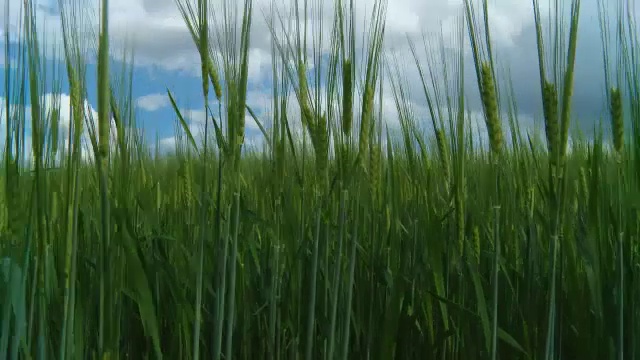 HD Motion Time-Lapse:云景大麦田视频素材