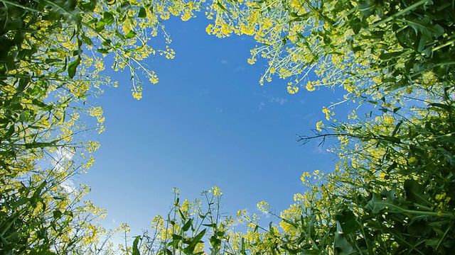 高清运动延时:油菜植物对抗蓝天视频素材