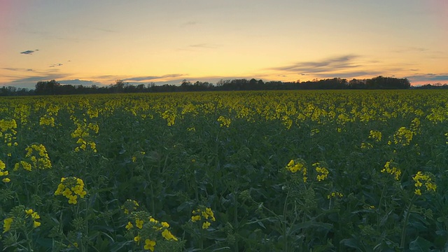 HD Motion Time-Lapse:油菜籽田日落视频素材