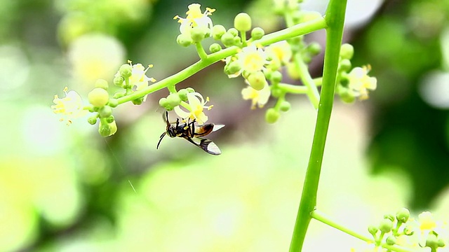 果蝇视频素材