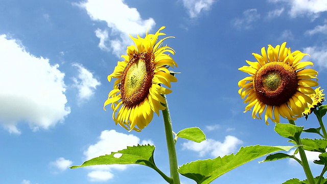 向日葵和蜜蜂视频素材