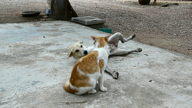 猫和狗视频素材