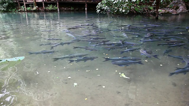 池塘里的鱼视频素材