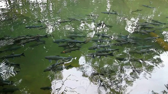 池塘里的鱼视频素材