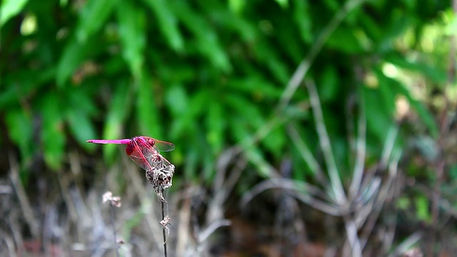 蜻蜓视频素材