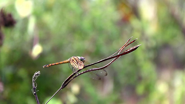 蜻蜓视频素材