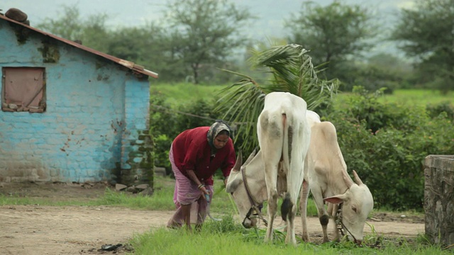 印度马哈拉施特拉邦，Malshej Ghat，一名老妇人正在放牧奶牛视频素材