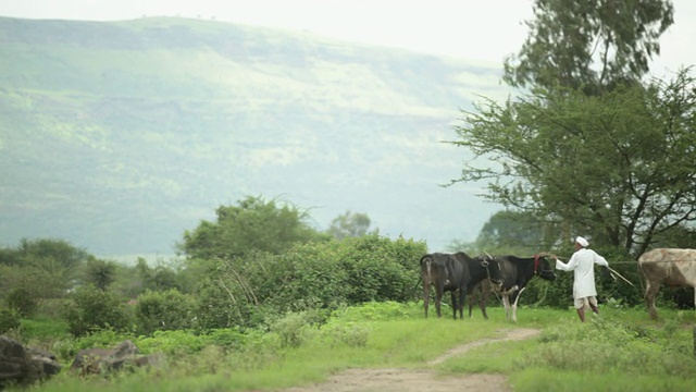 印度马哈拉施特拉邦，Malshej Ghat，一名老人正在放牧牛群视频素材