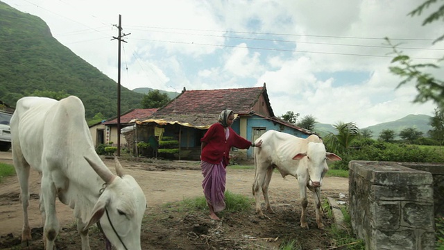 印度马哈拉施特拉邦，Malshej Ghat，一位老妇人站在奶牛旁边视频素材