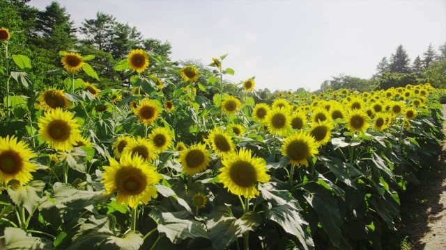 太阳花海视频素材